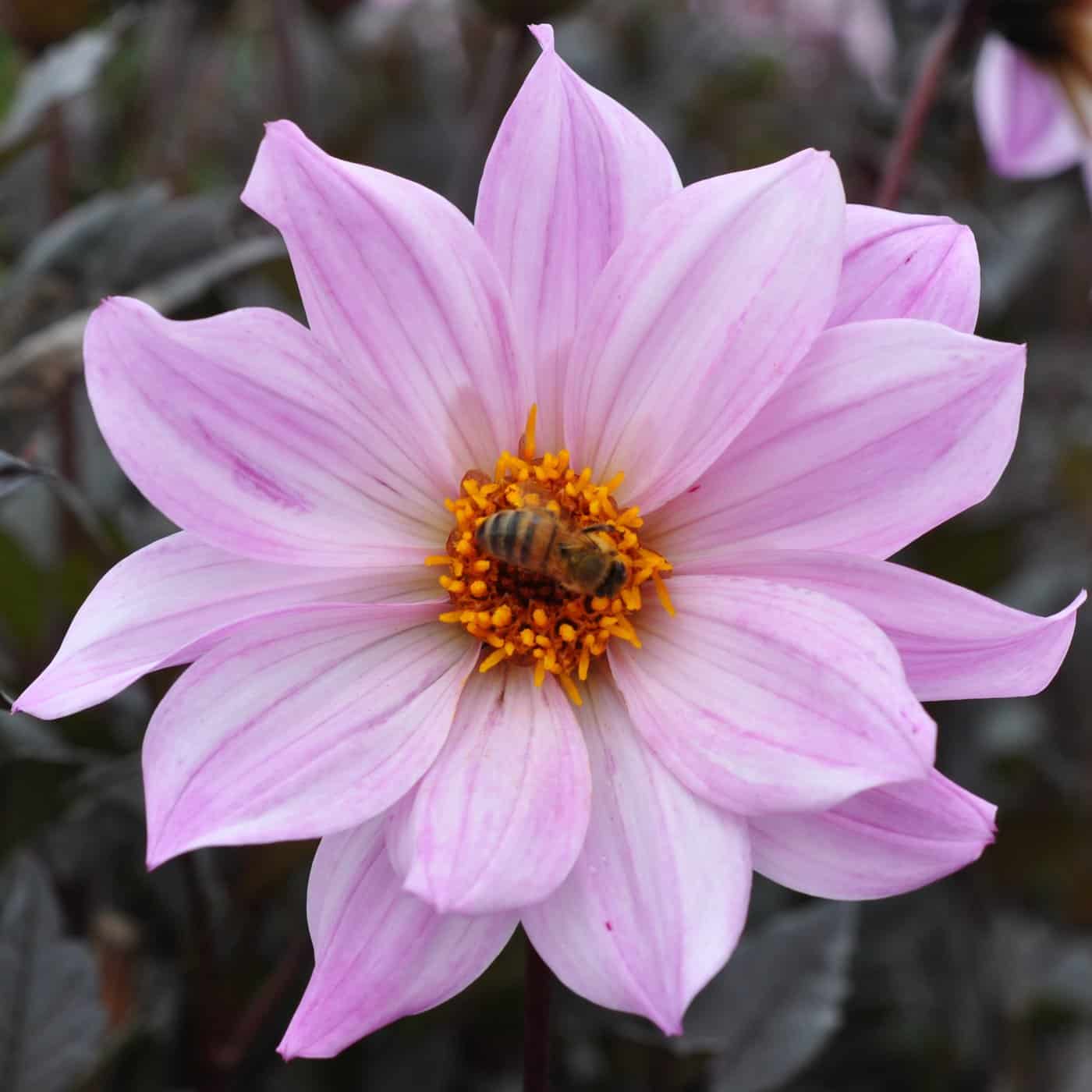 Palmstead Nursery Plants
