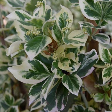 Euonymus fortunei 'Silver Queen' | Palmstead